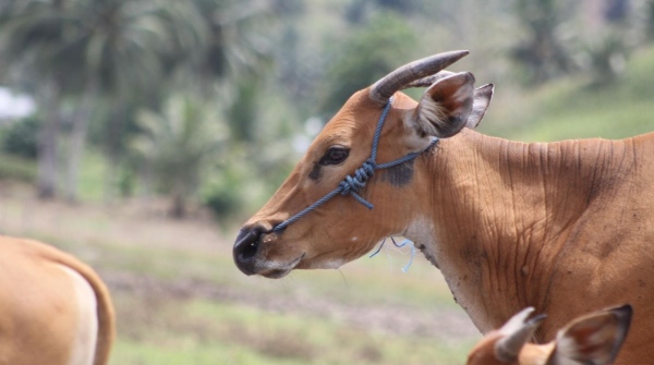 Strategi Pemberian Pakan Sapi Biar Cepat Gemuk